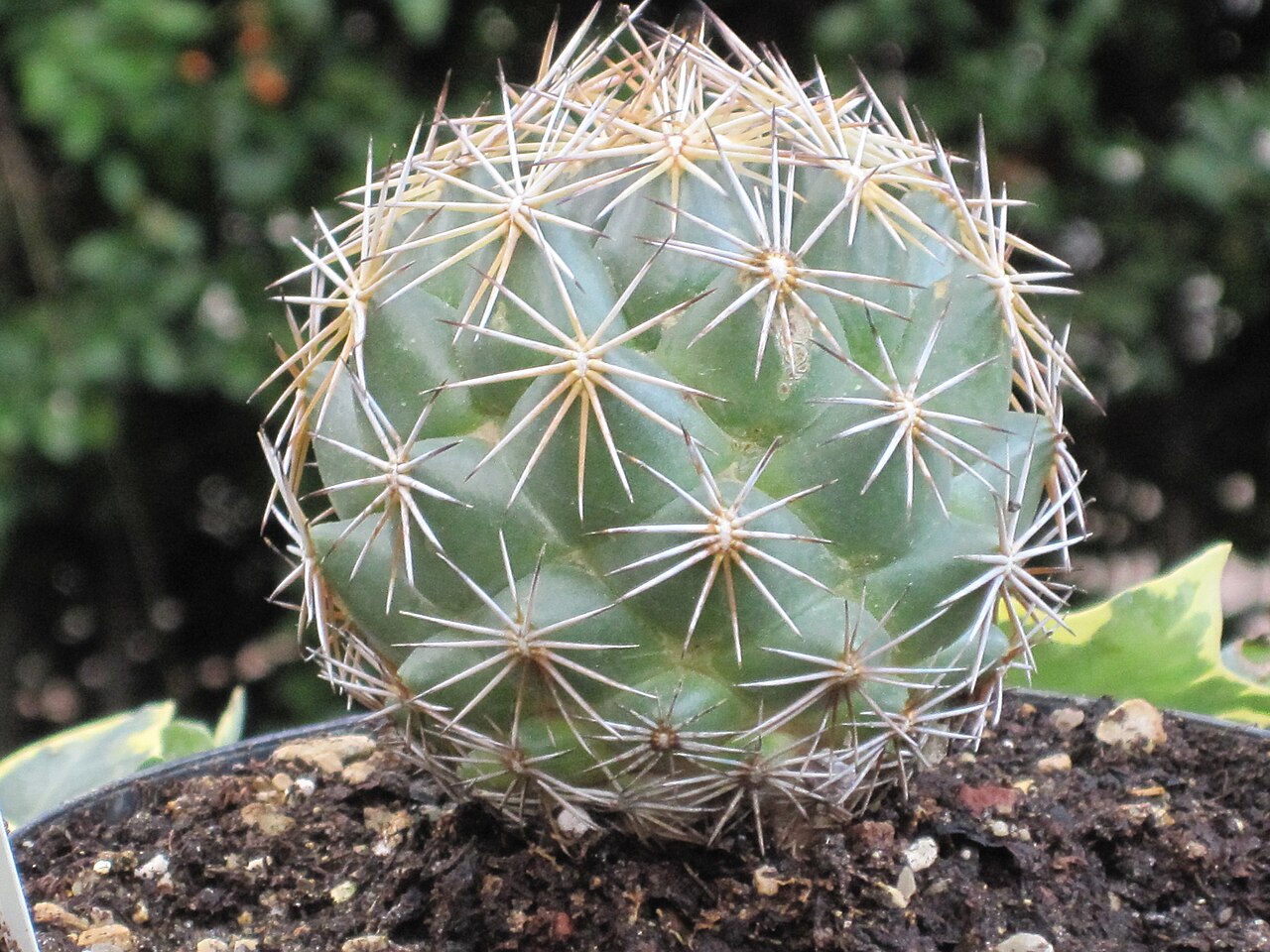 Coryphantha palmeri
