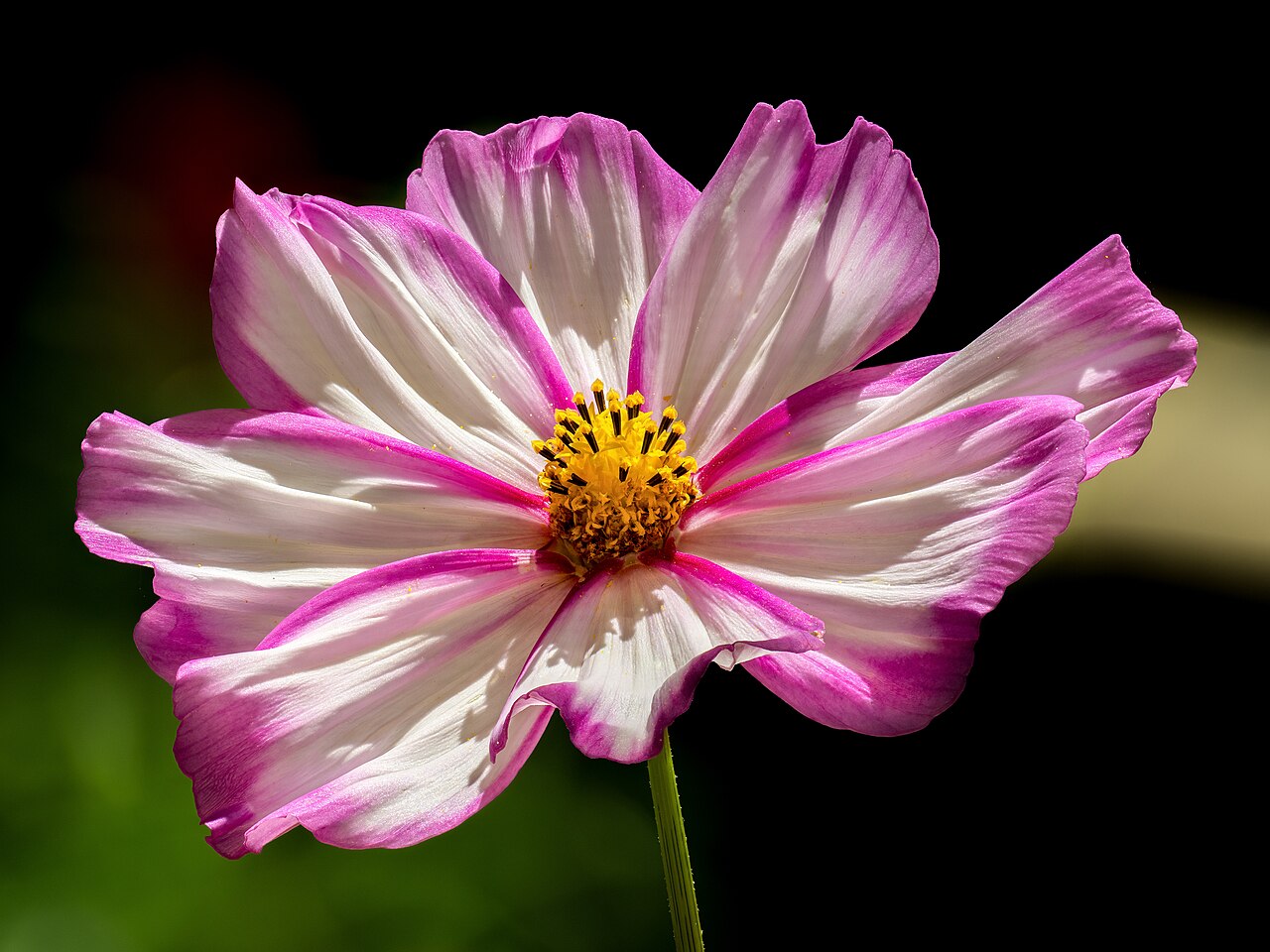 Cosmos bipinnatus