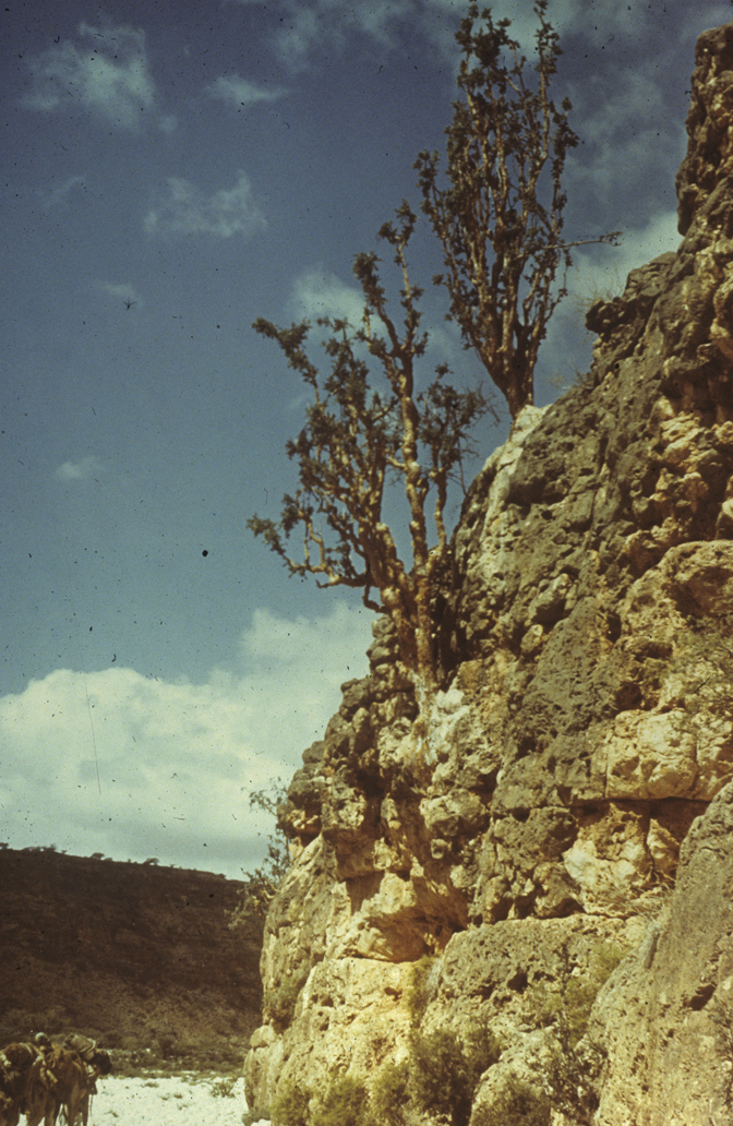 Boswellia frereana