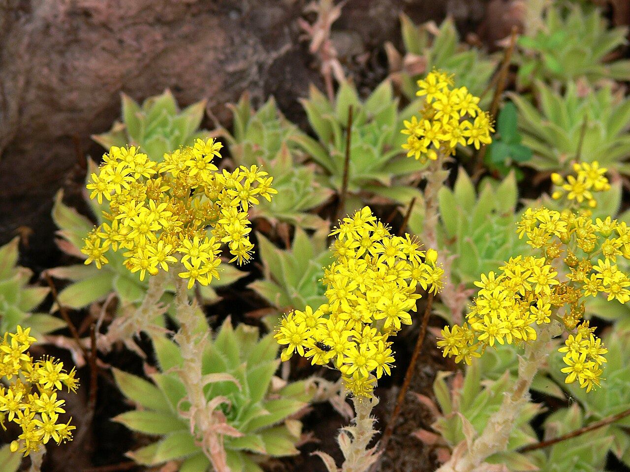 Aeonium simsii