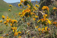 Amsinckia vernicosa