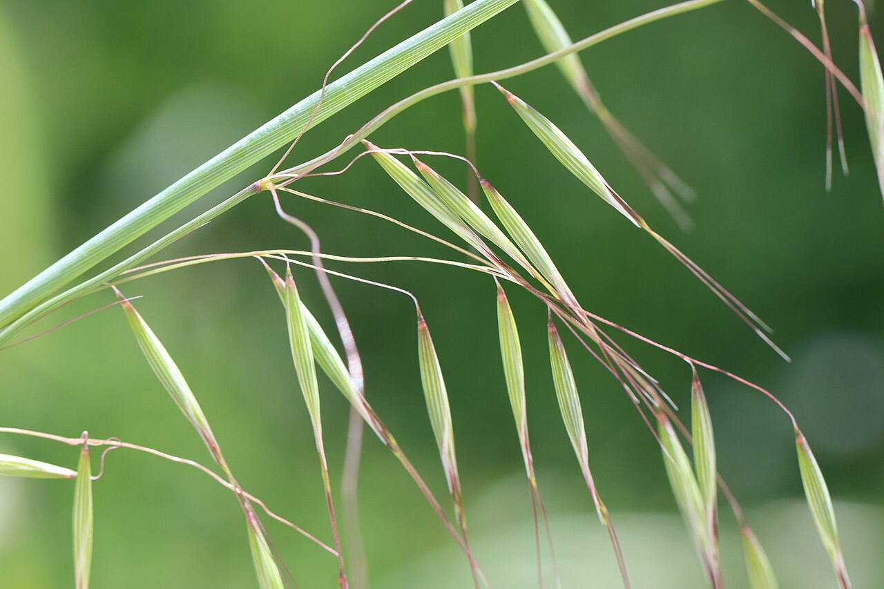 Avena barbata