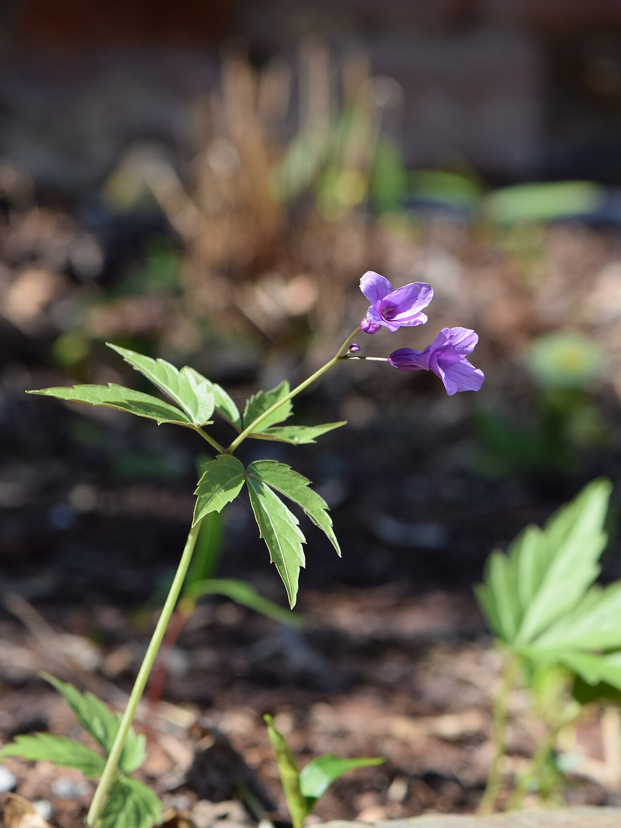 Cardamine glanduligera
