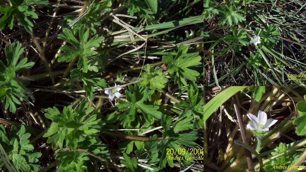 Geranium albicans