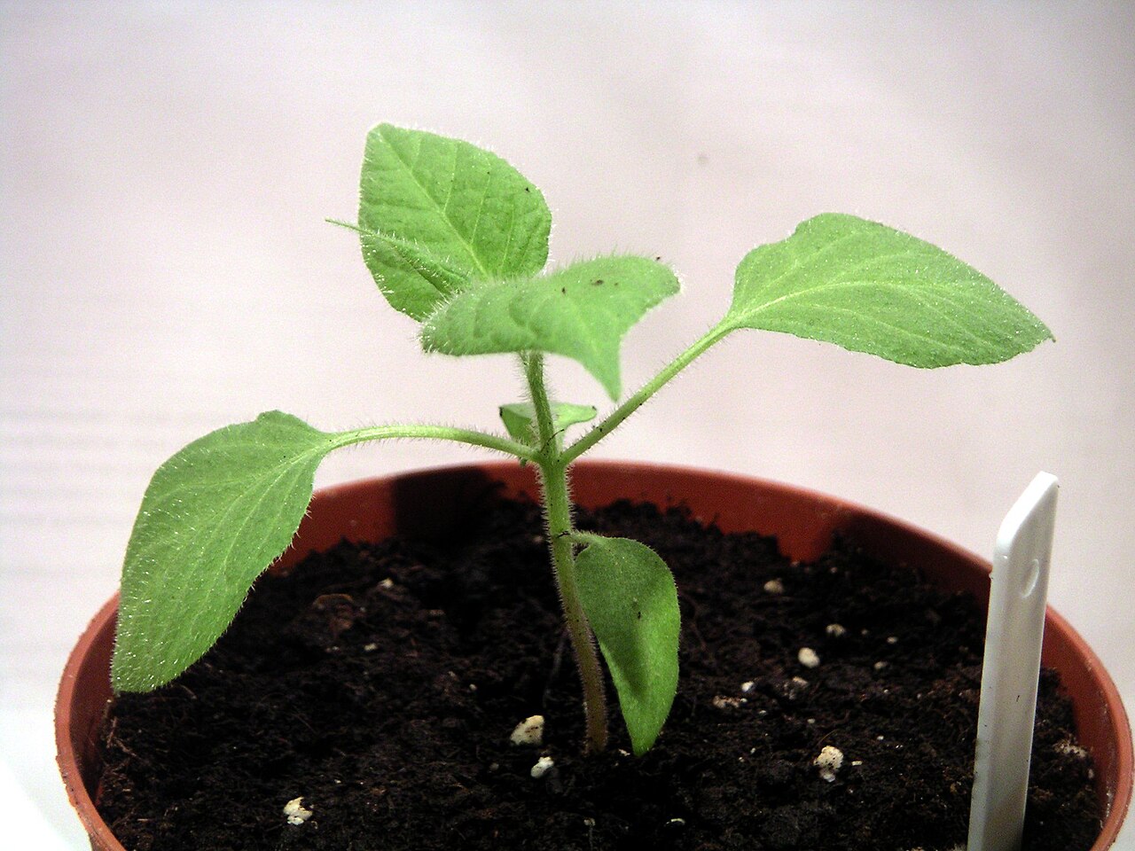 Capsicum pubescens
