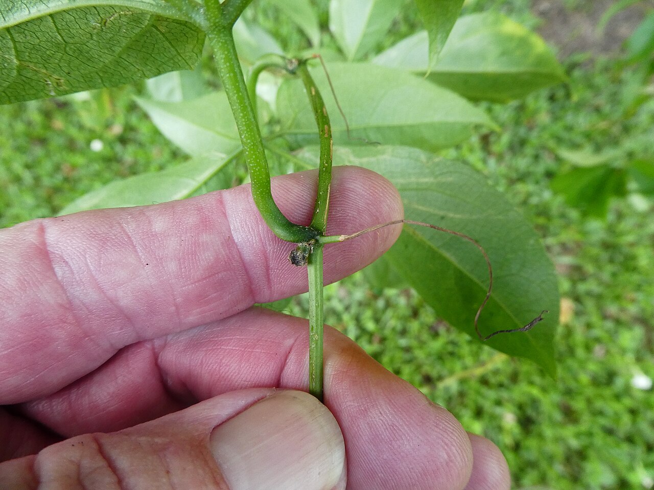Trichosanthes pentaphylla
