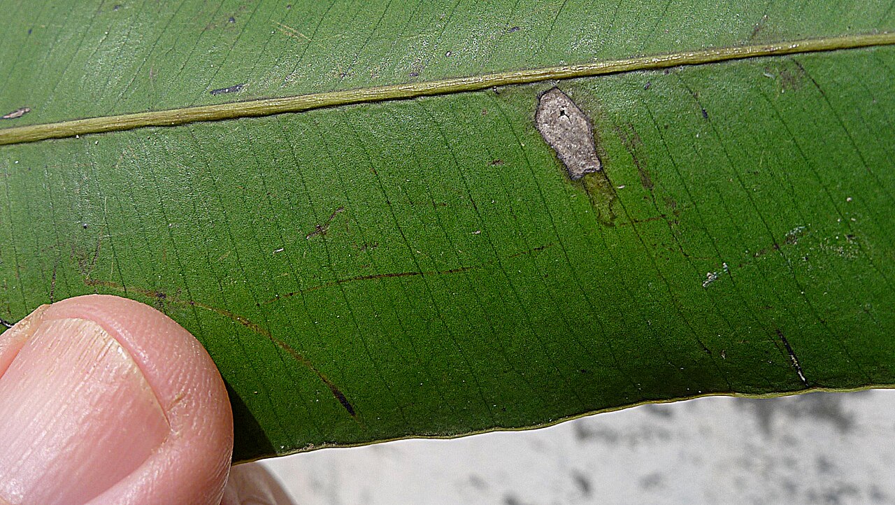 Aspidosperma melanocalyx