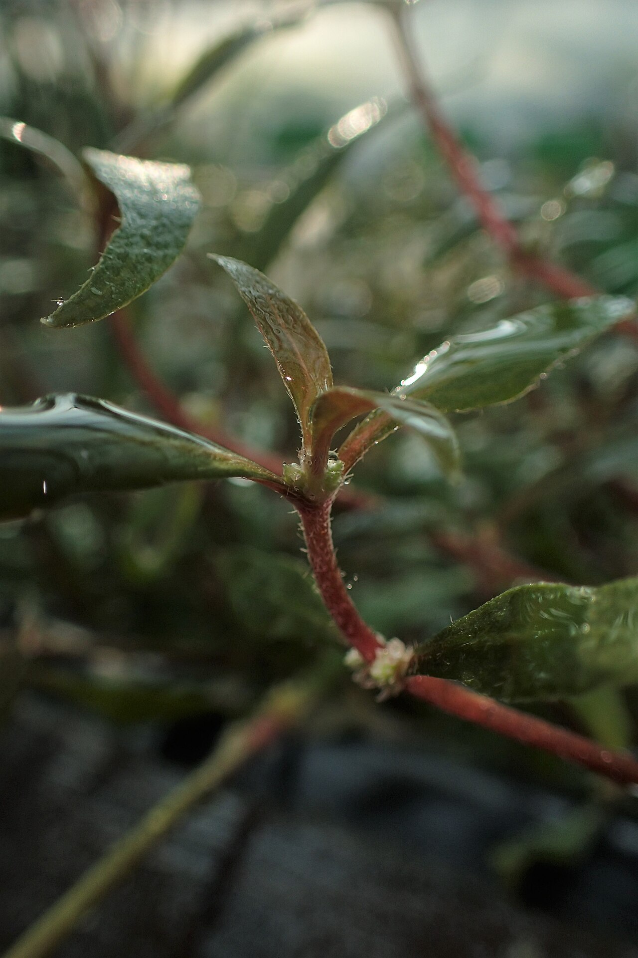 Alternanthera reineckii