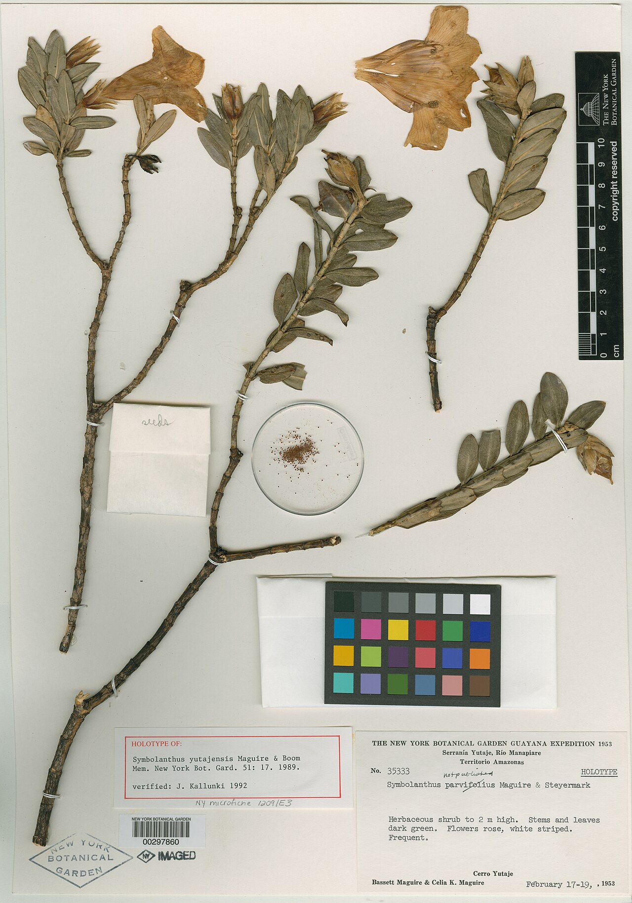 Symbolanthus yaviensis