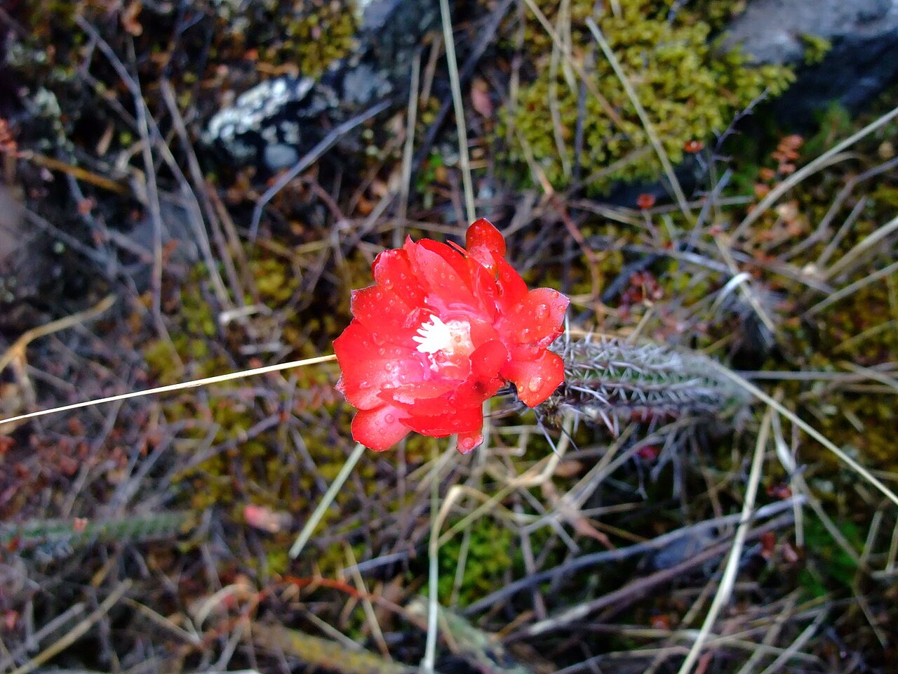 Corryocactus erectus
