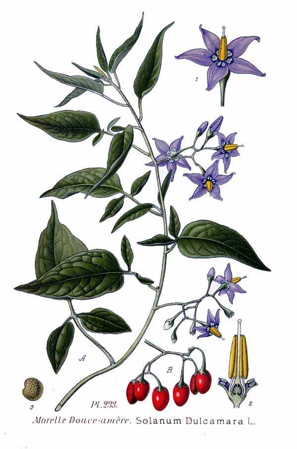 Solanum bulbocastanum