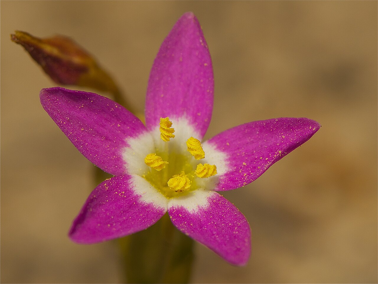 Centaurium davyi