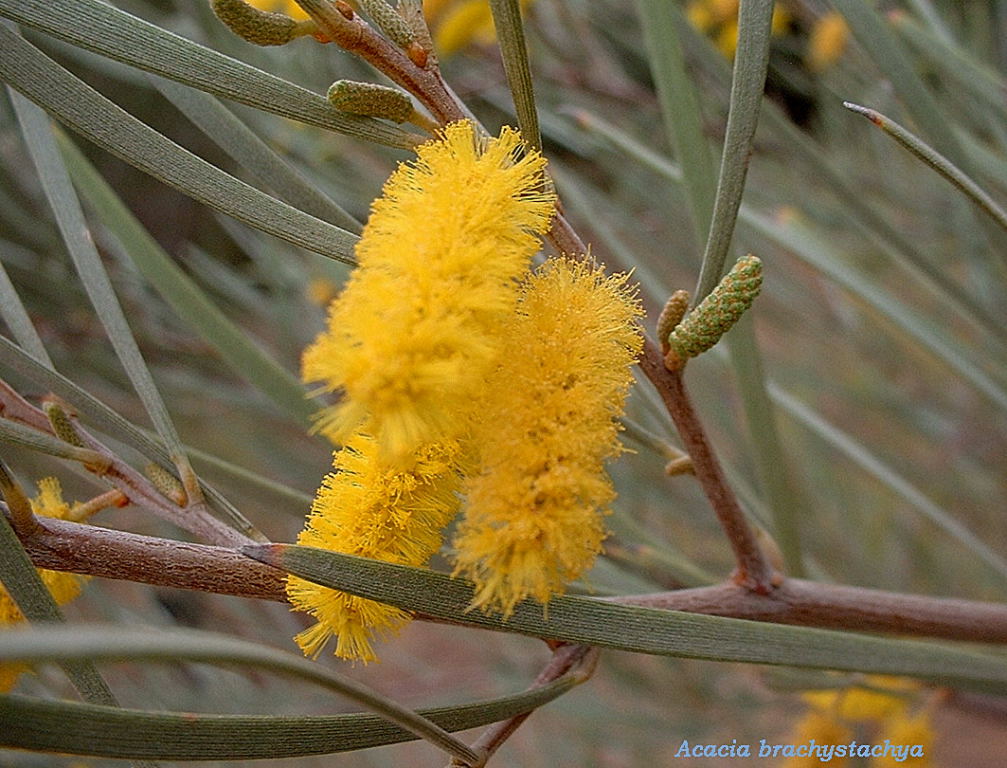 Acacia brachystachya