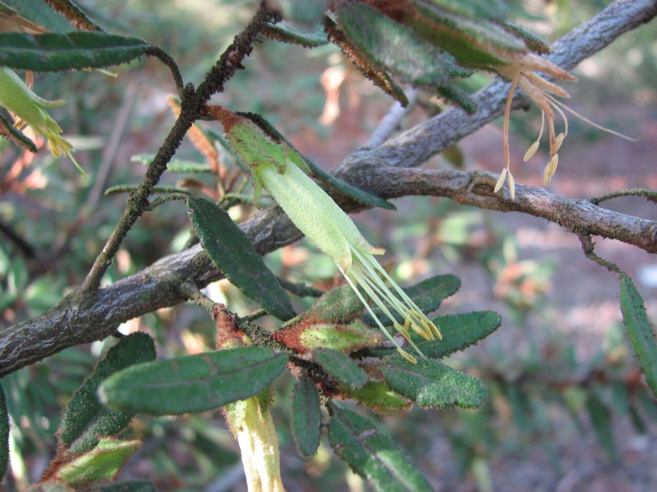 Correa calycina