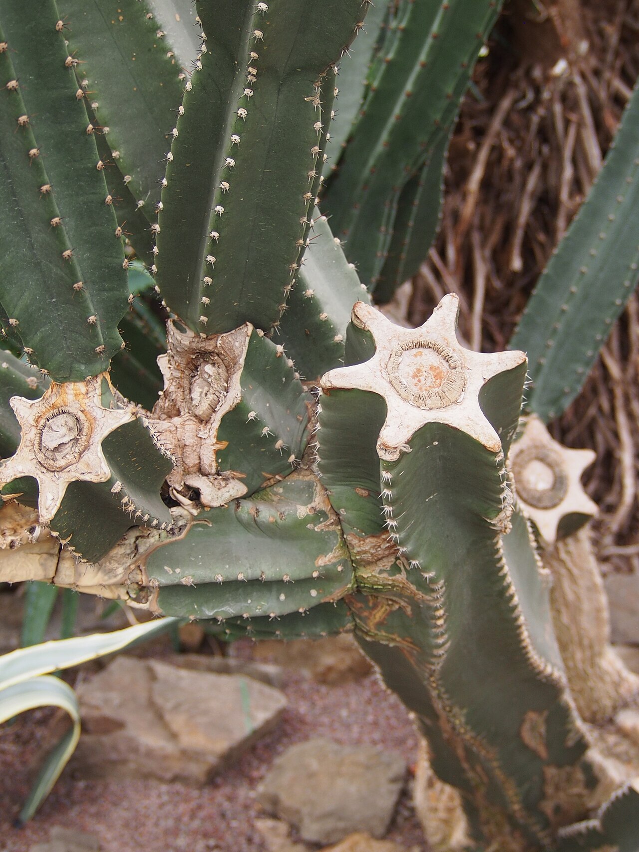 Cereus repandus