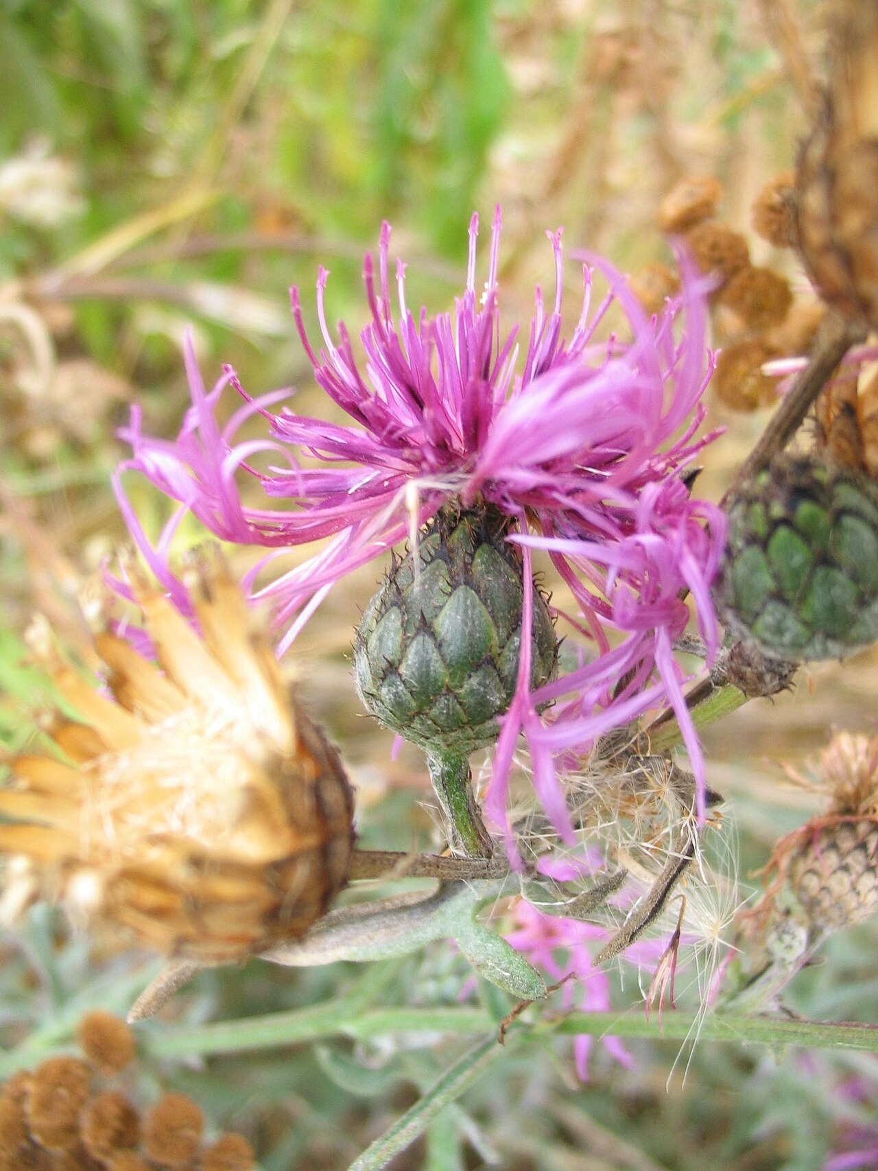 Centaurea sadleriana