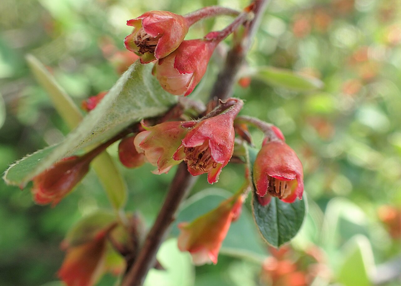 Cotoneaster integerrimus