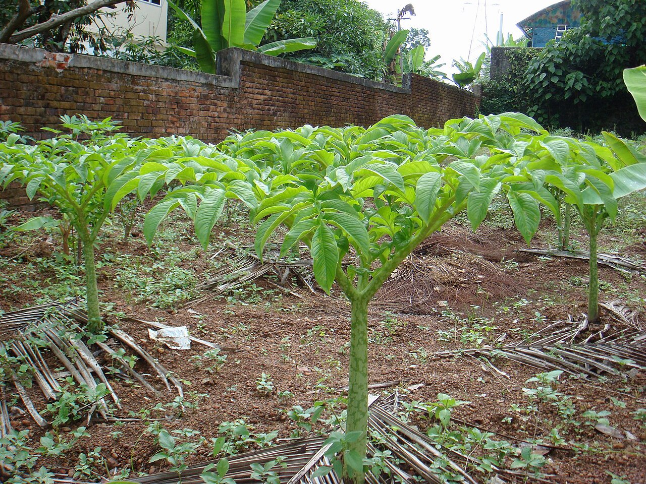 Amorphophallus paeoniifolius