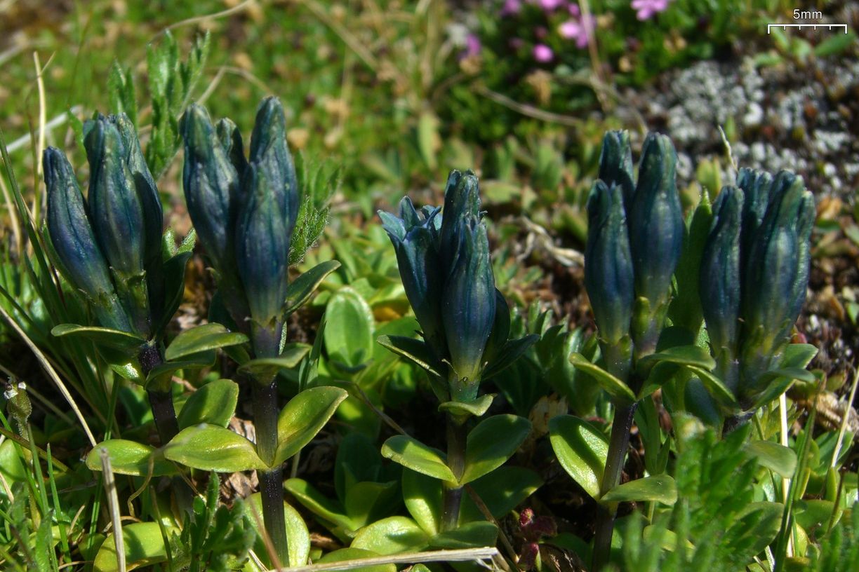 Gentiana glauca