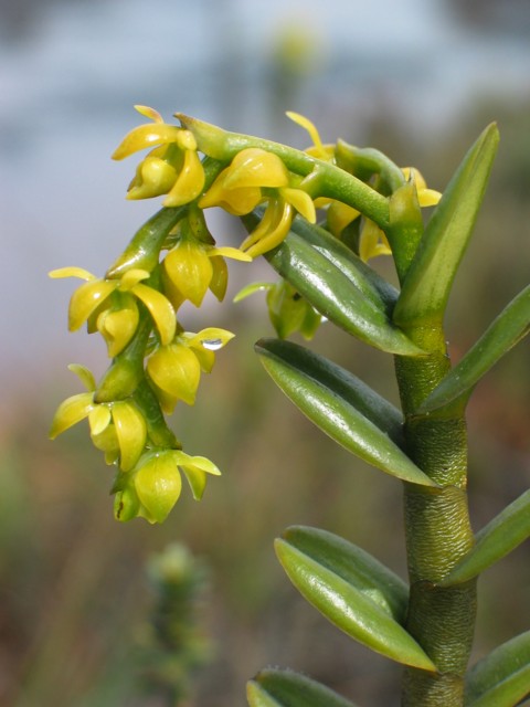Epidendrum dendrobioides