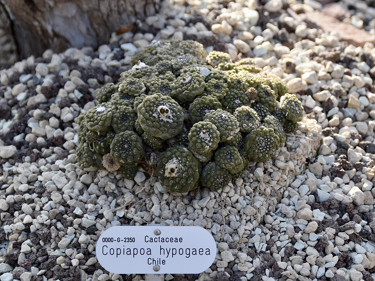 Copiapoa hypogaea