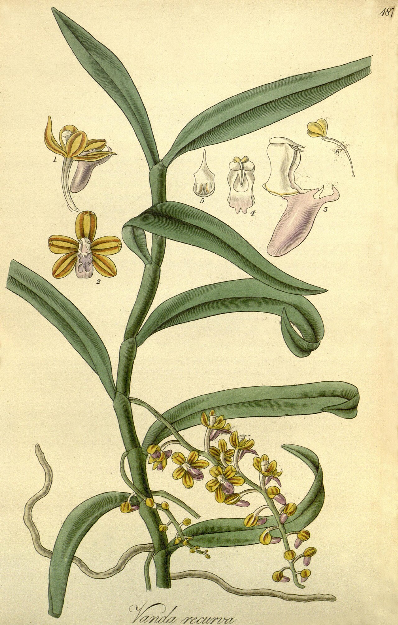 Cleisostoma rostratum