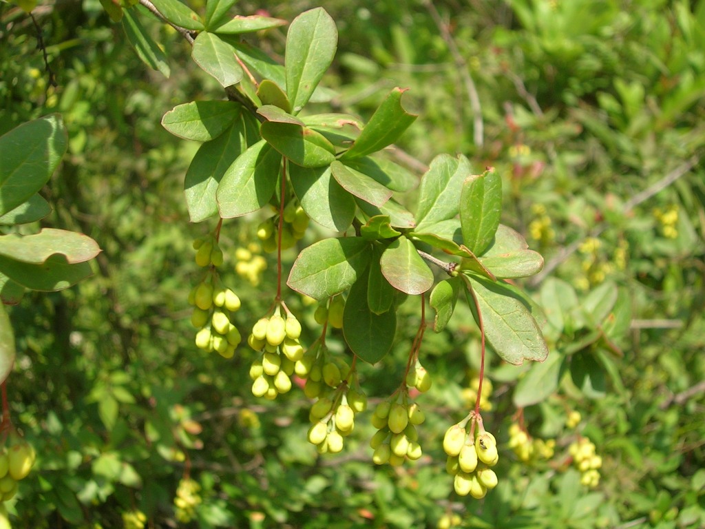 Indian barberry