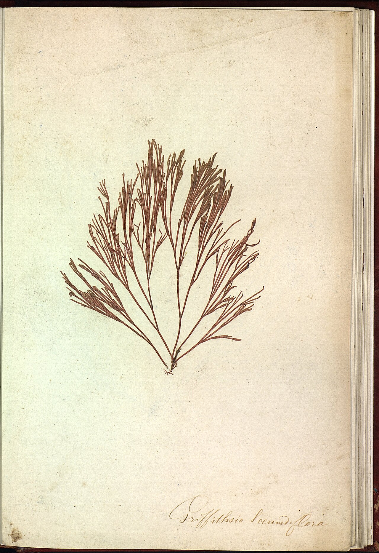 Bornetia