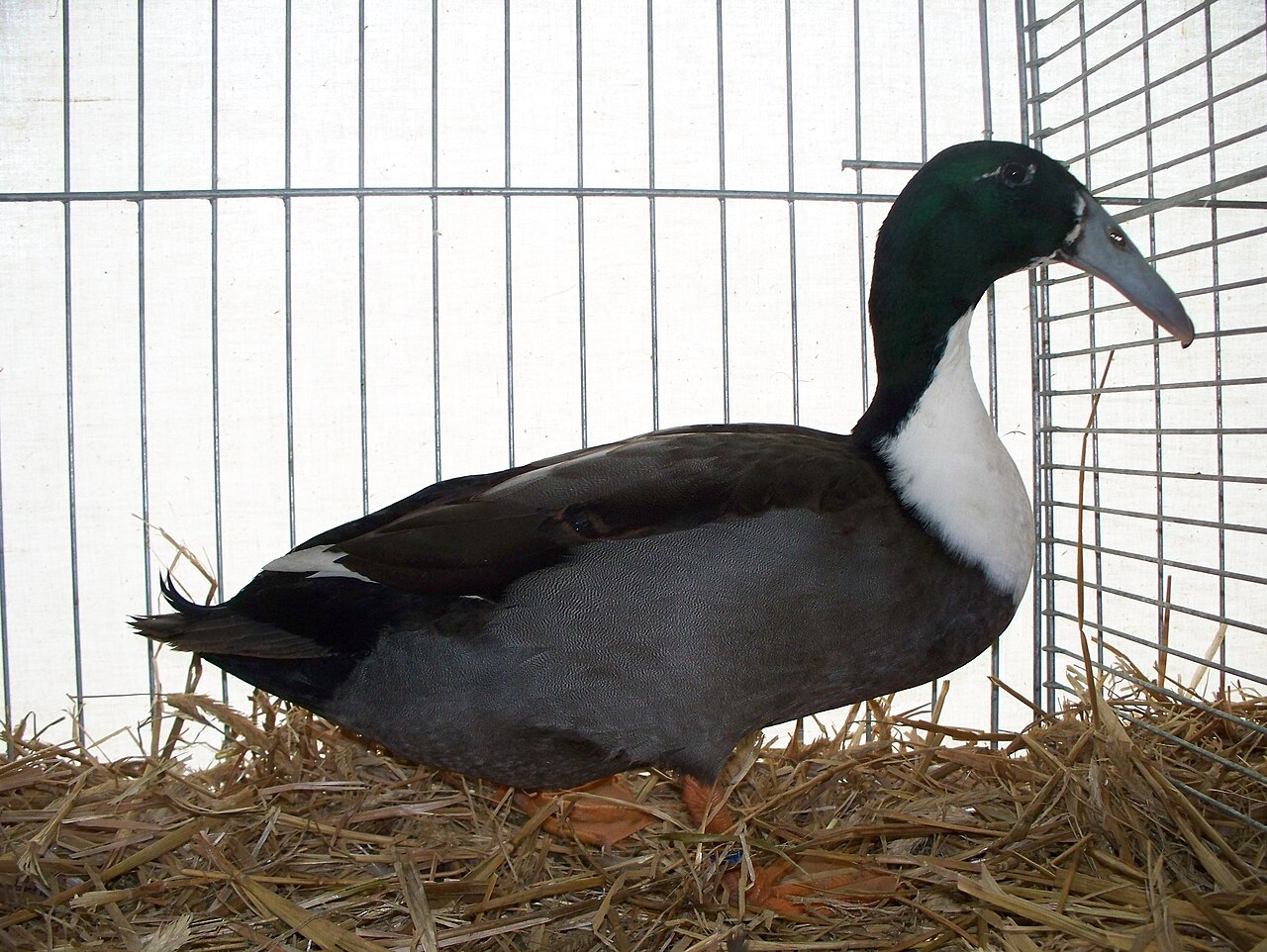 Dutch Hookbill