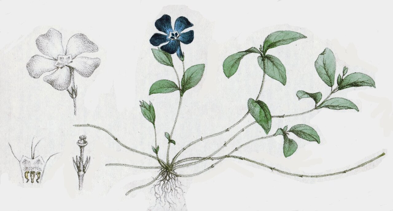 Vinca minor