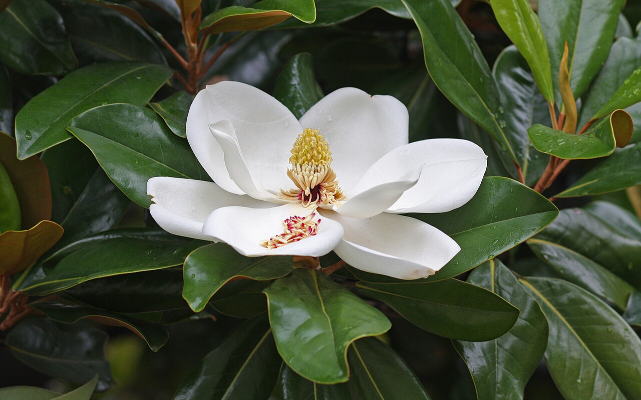 Galbulimima belgraveana