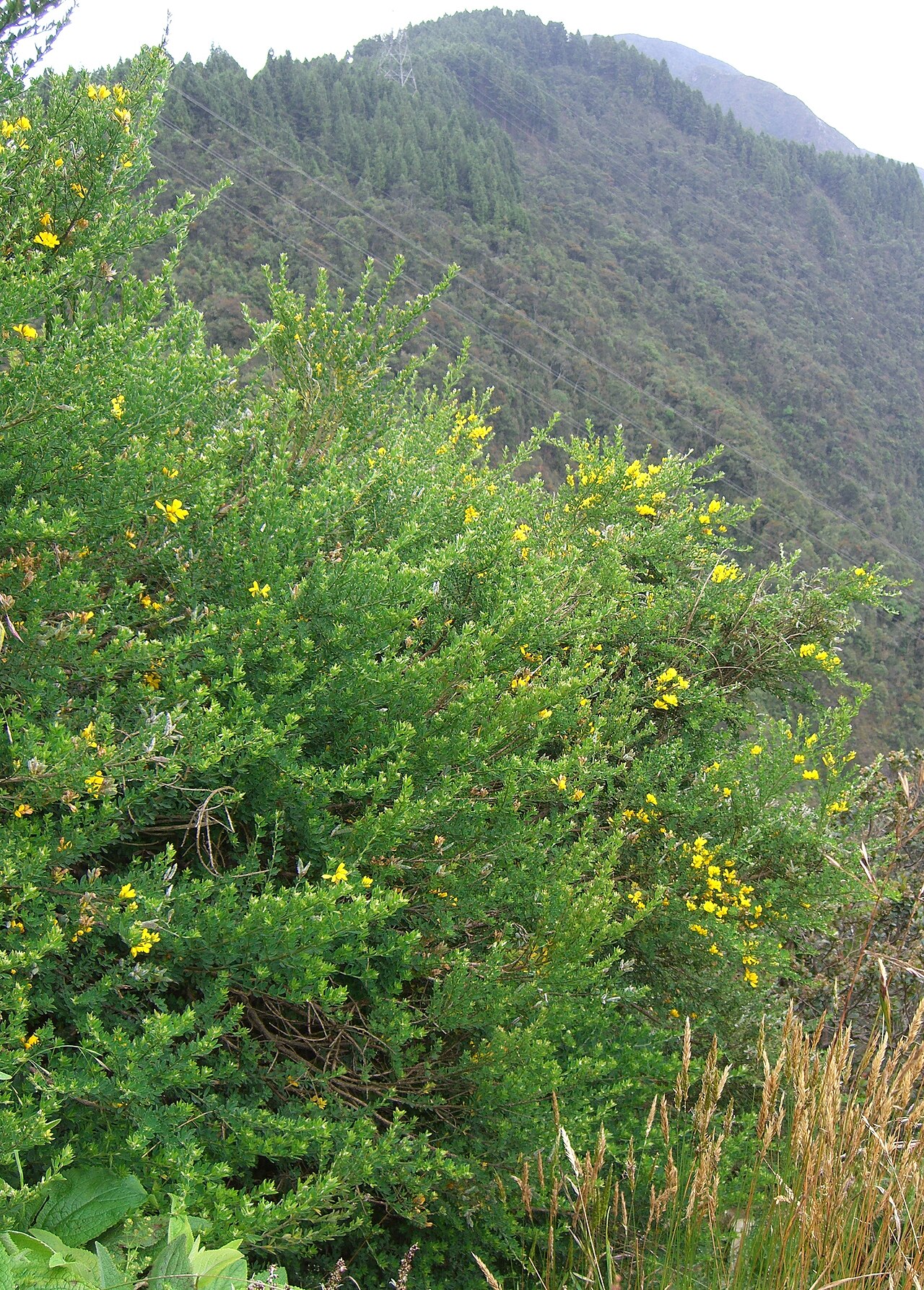 French broom