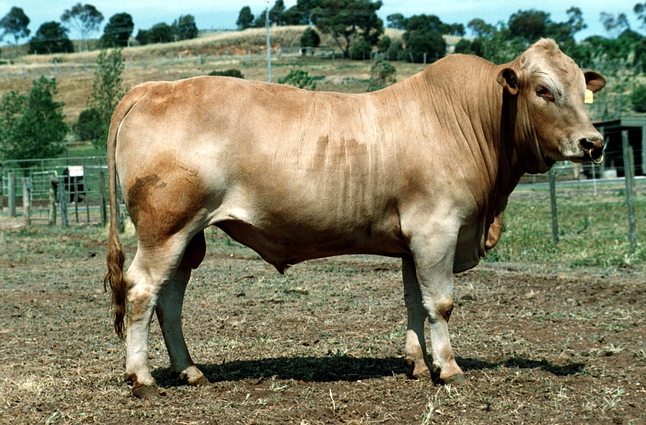 Tuli