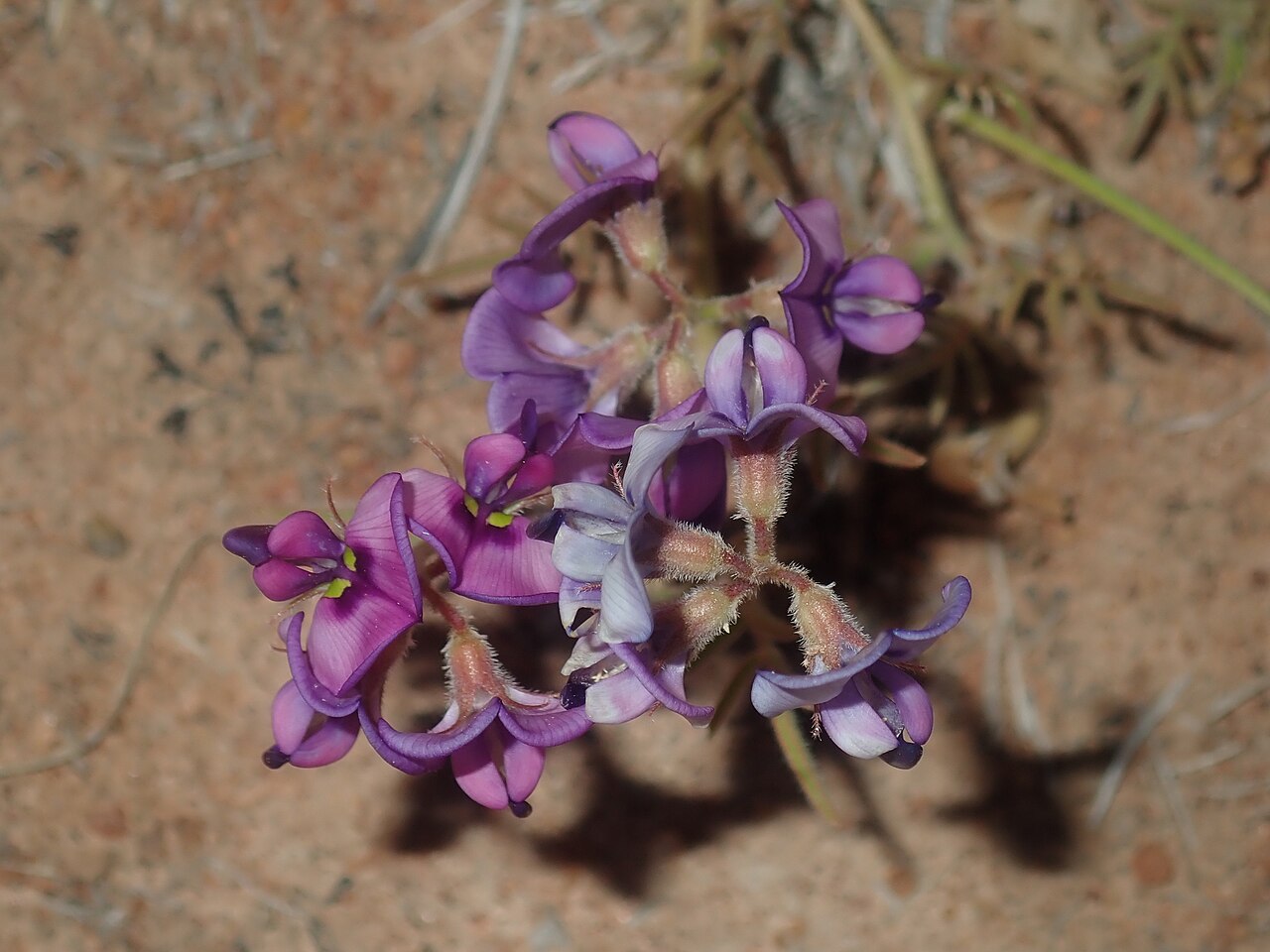 Swainsona tenuis