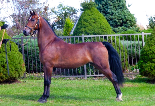 Morgan horse