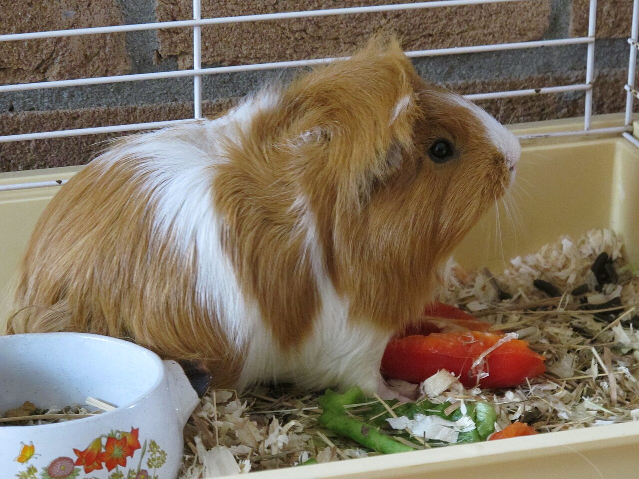 Guinea pig