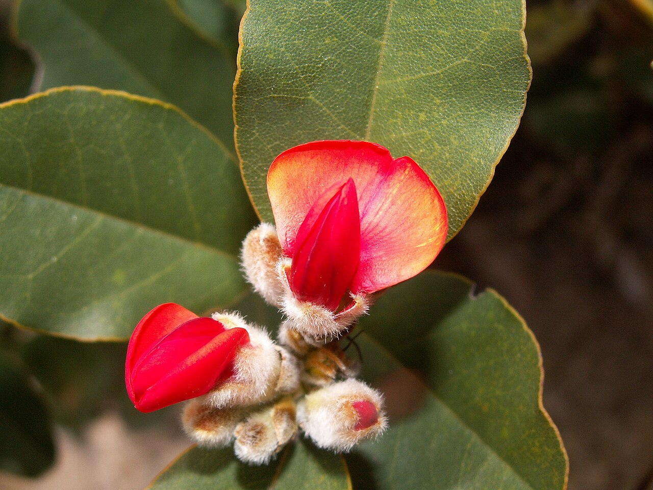 Gastrolobium leakeanum