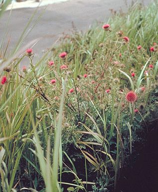 Cirsium andrewsii