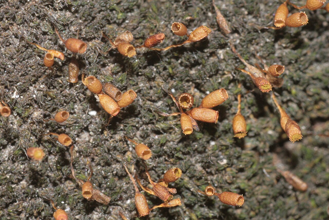 Grimmia caespiticia