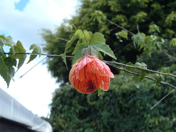 Callianthe darwinii
