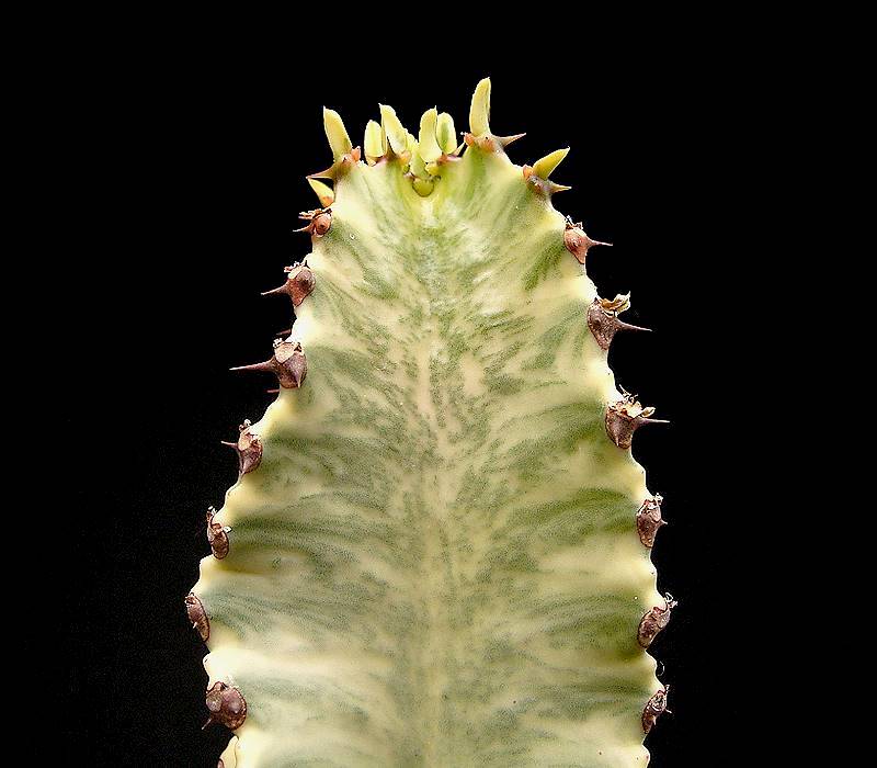 Giant milk bush