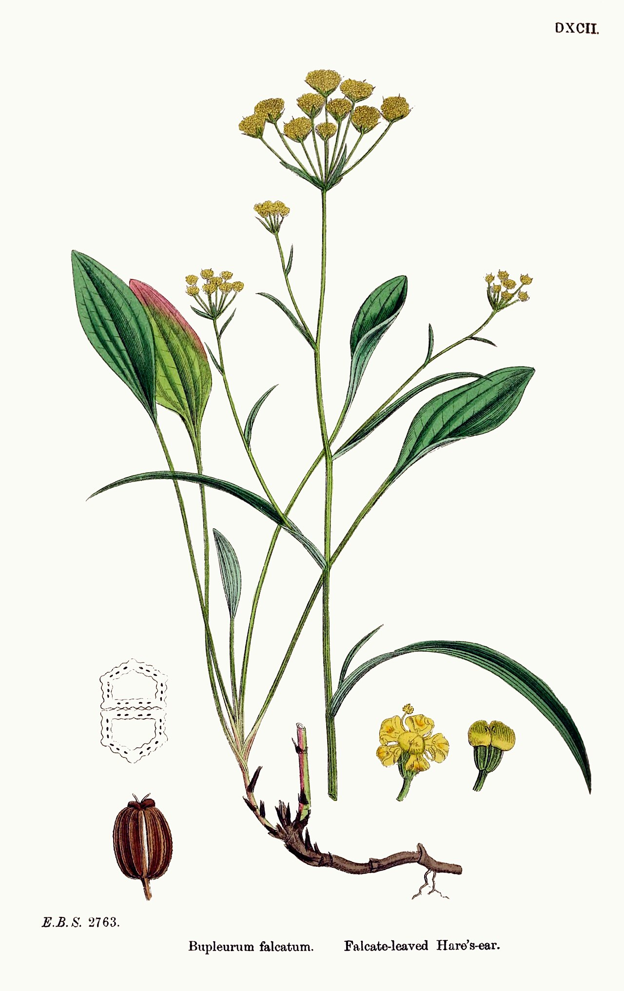 Bupleurum falcatum