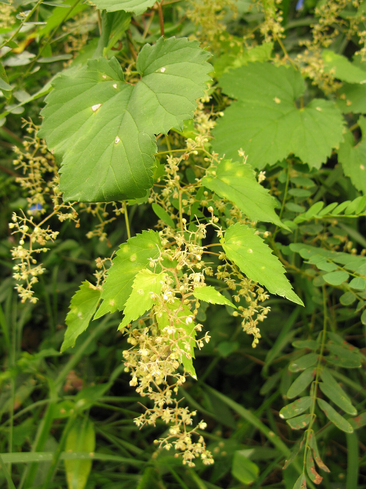 Humulus cordifolius
