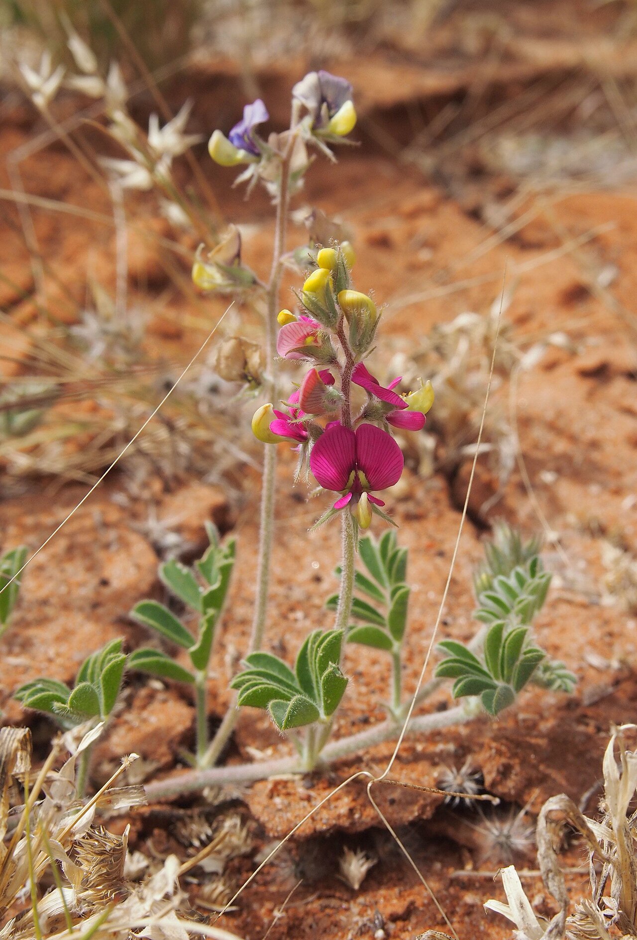 Swainsona flavicarinata