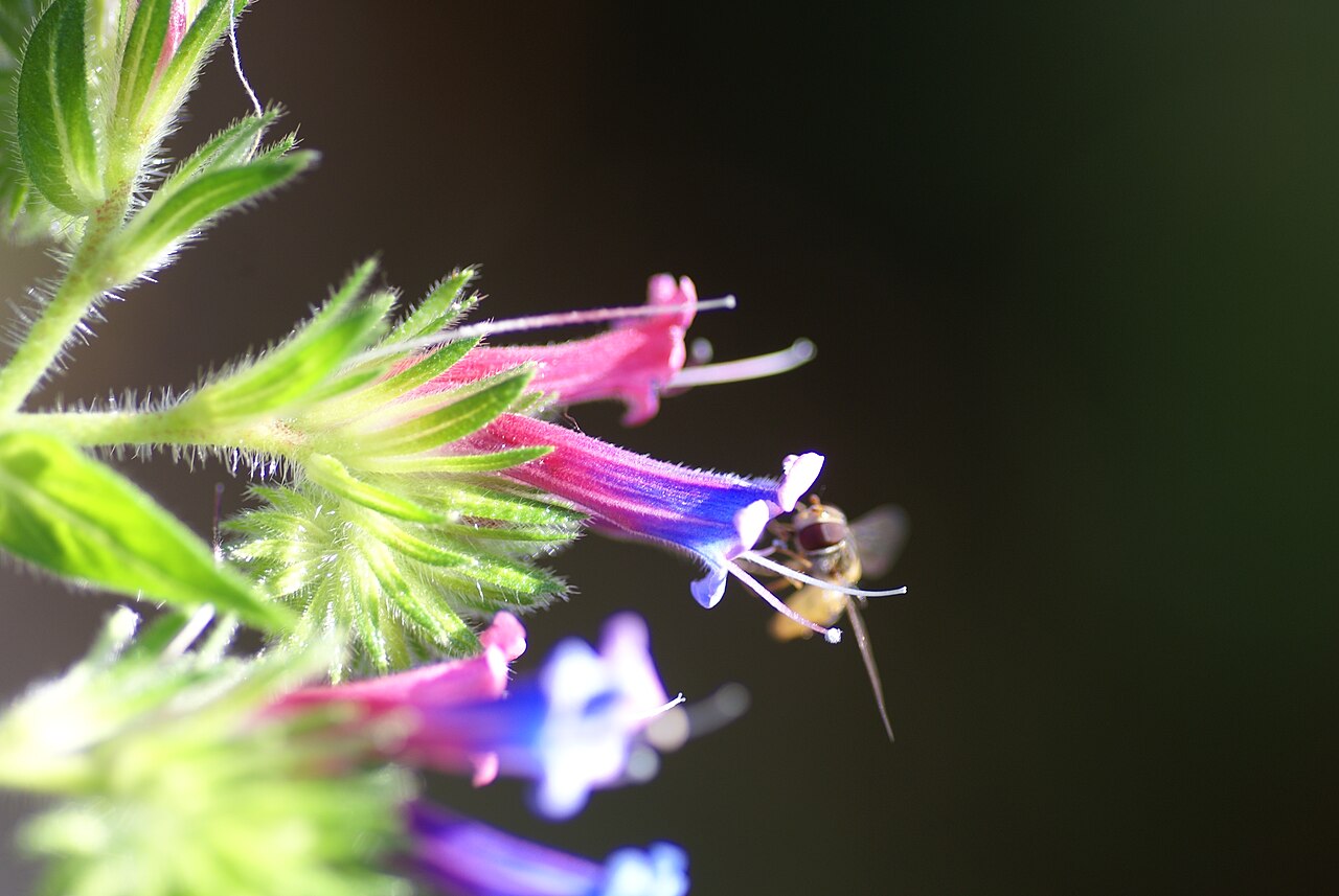 Echium stenosiphon