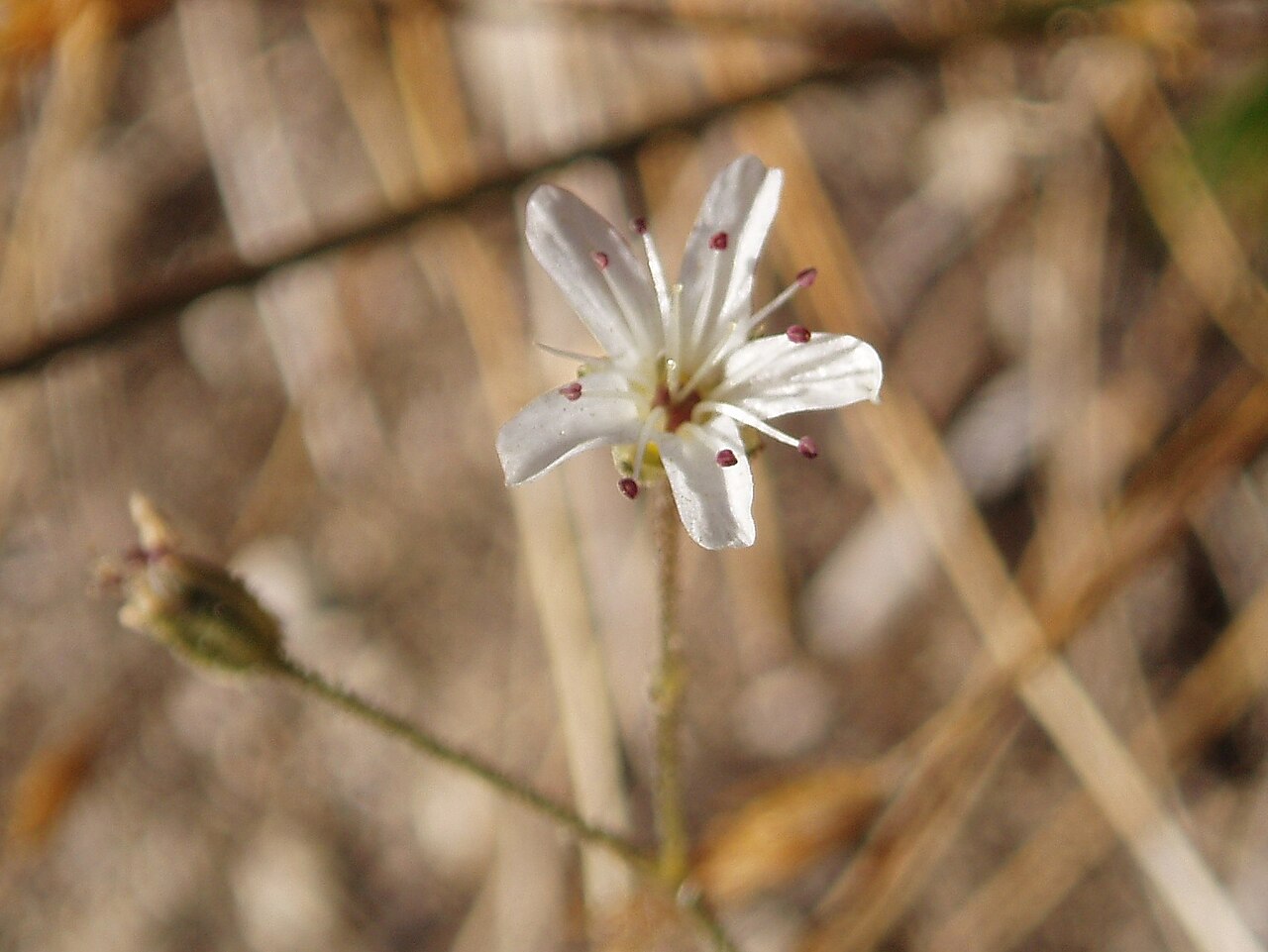 Eremogone aculeata