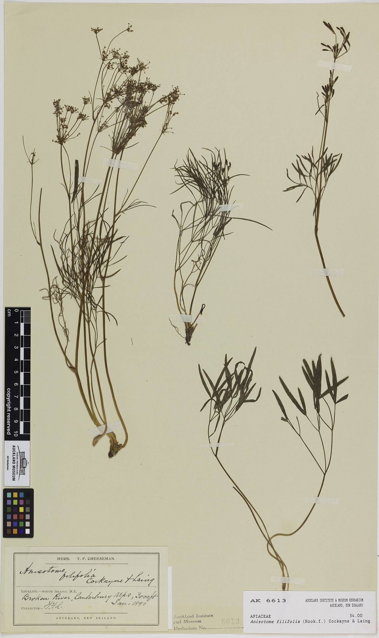 Anisotome filifolia