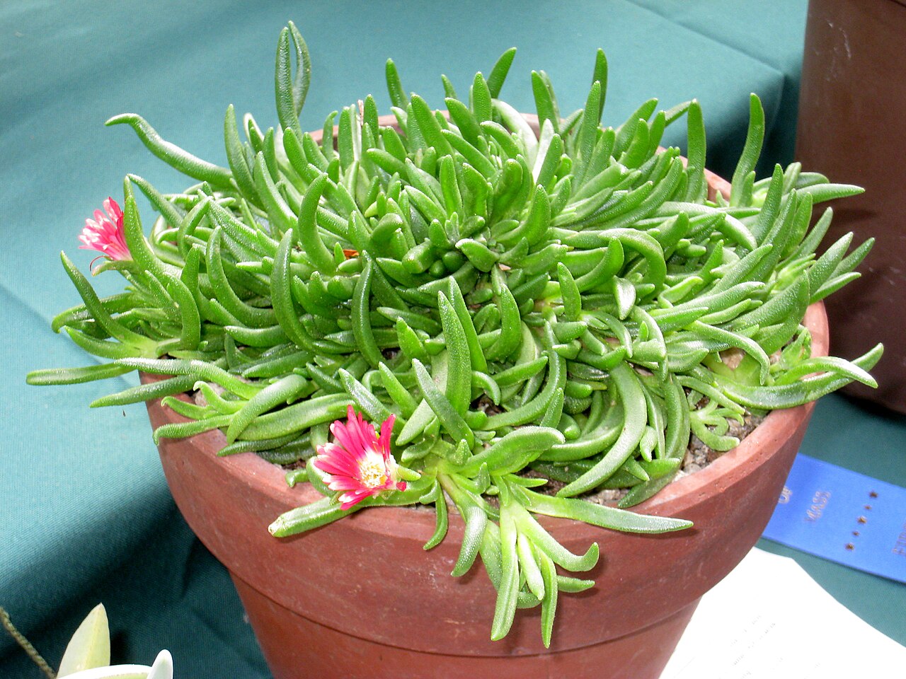 Delosperma dyeri