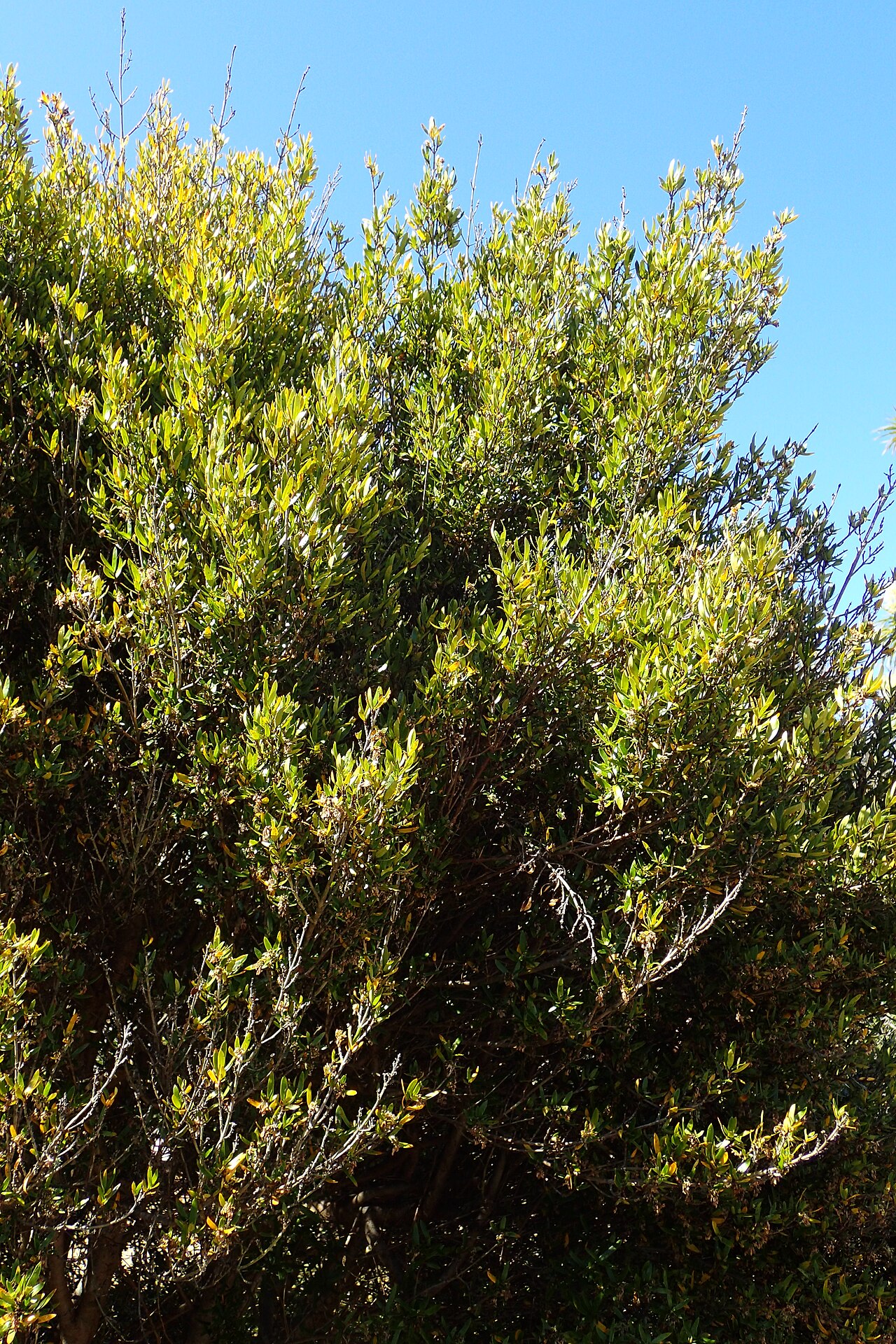 Coprosma linariifolia