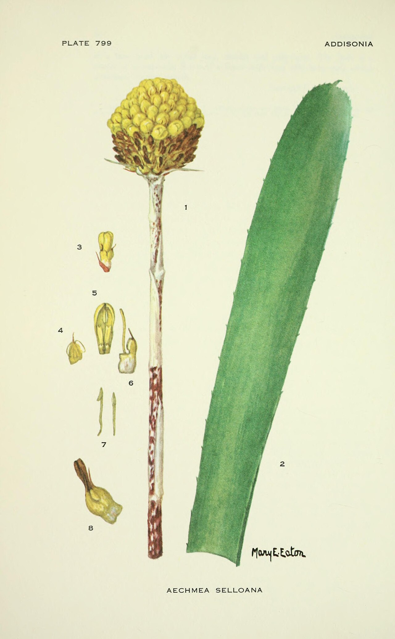 Aechmea calyculata